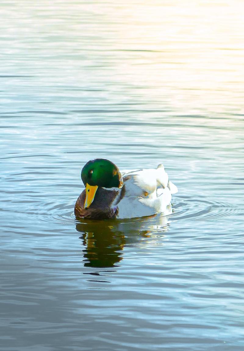 Mallard Duck