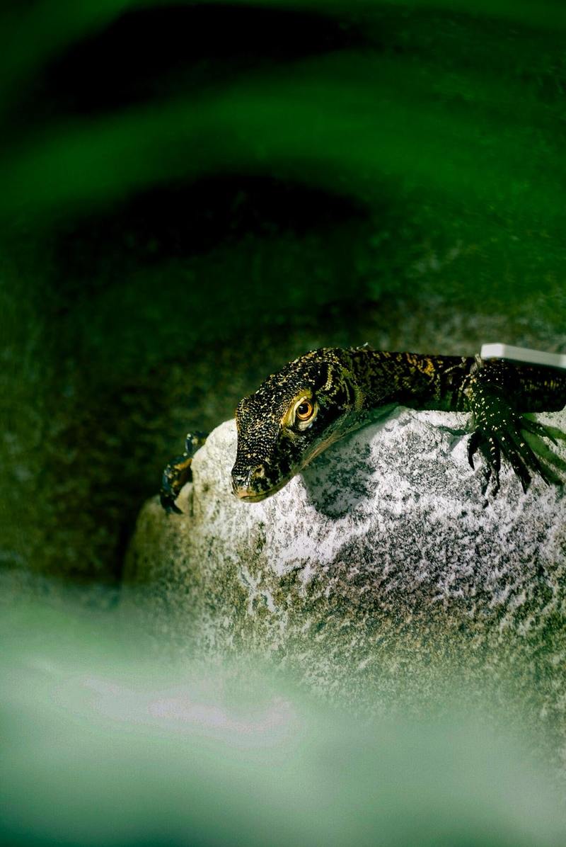 Monitor Lizard