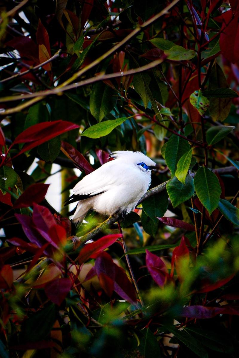 Bali Myna