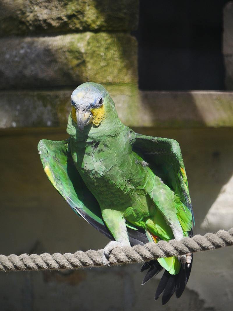 Amazon Parrot